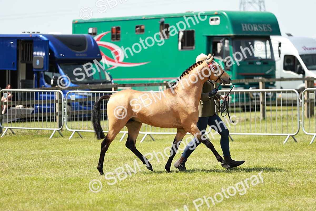 SBM_05565 - Class 41-45 - Riding Pony-Hunter Pony Breeding