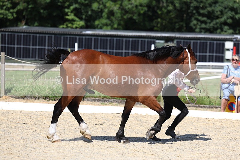 3E7A9817 - In Hand Championship