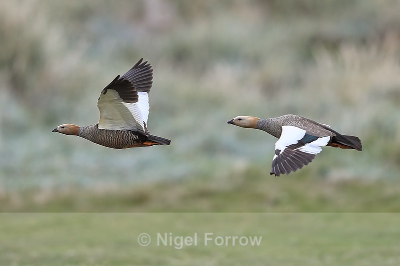 Ruddy-headed Goose pair in flight, Carcass Island, Falklands - Ruddy-headed Goose