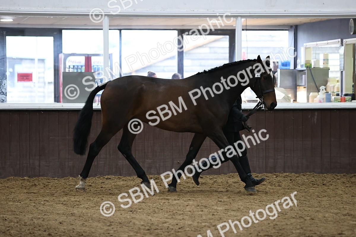 SBM_5736 - Class 3 - BSHA In Hand Show Hunter