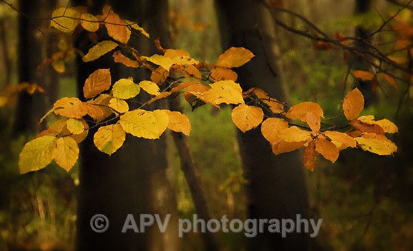  - Petals and Leaves