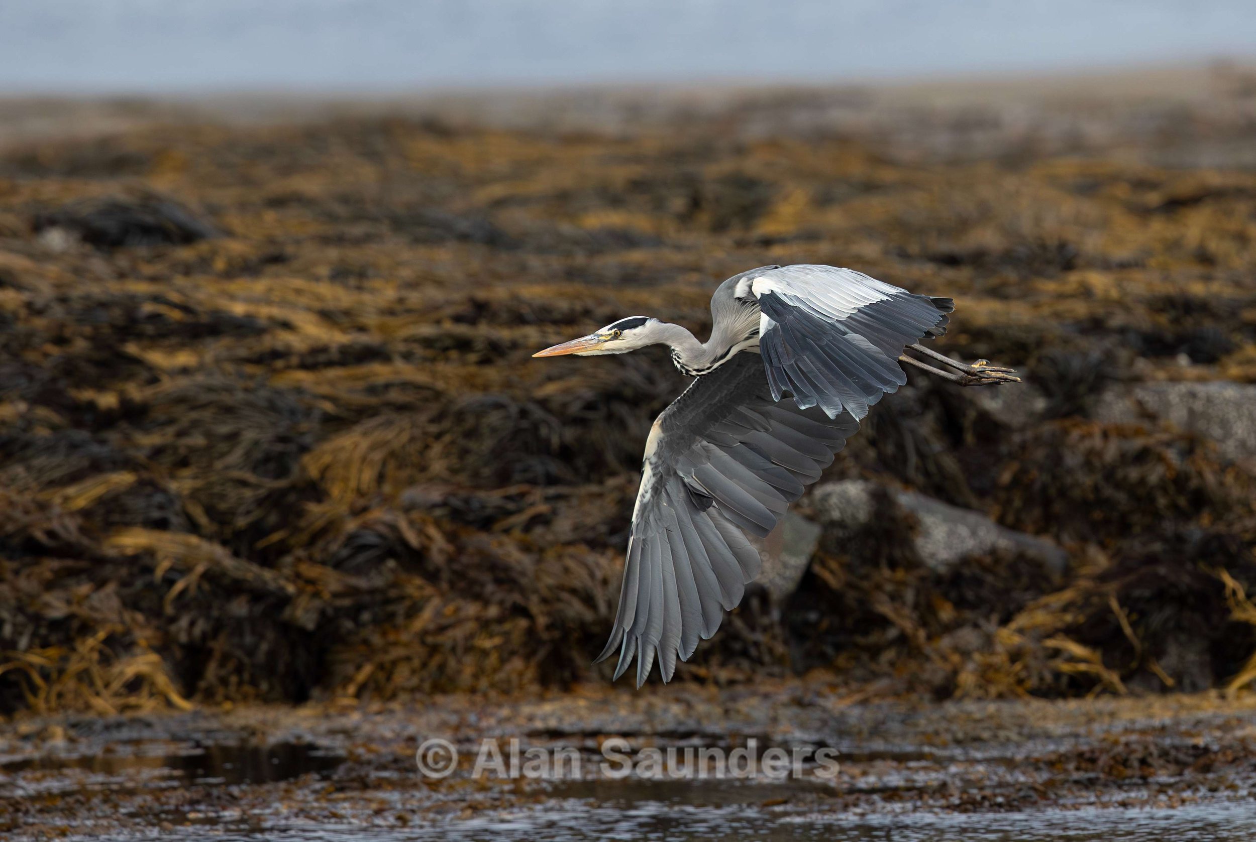 Grey Heron 20