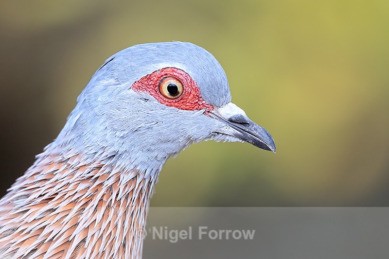 Speckled Pigeon, ultra-close portrait, Simon's Town, South Africa - Speckled Pigeon