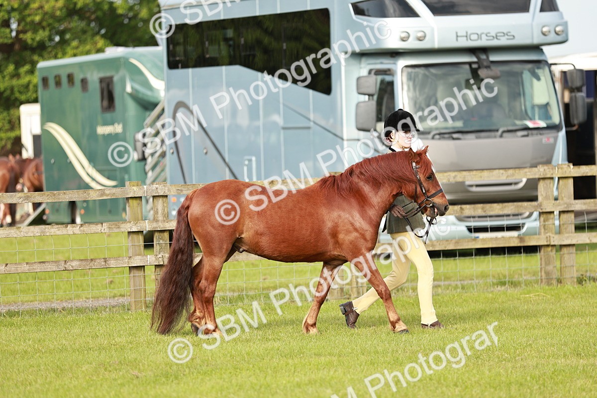 SBM_00422 - Class 14-23 - Mountain & Moorland In Hand Non Welsh