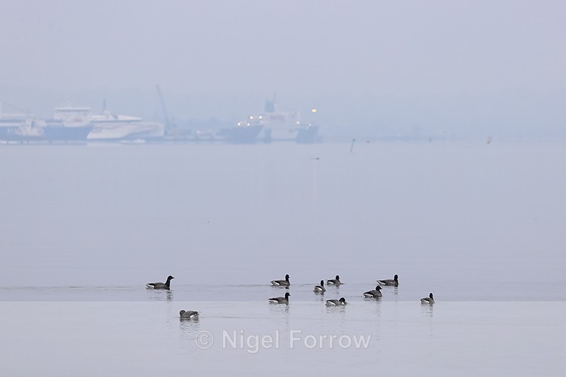 Brent Geese & Poole Port background, Dorset - Brent Goose