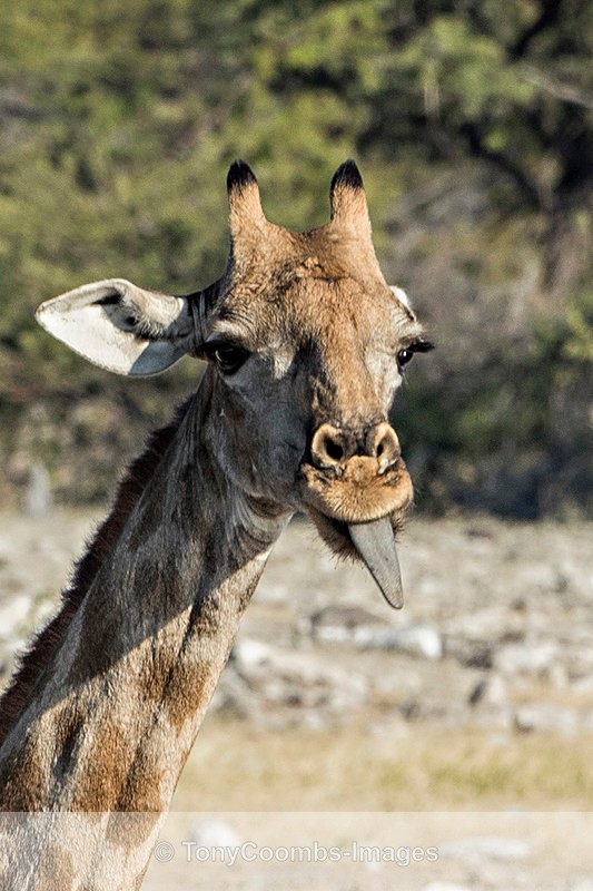Giraffe (Angolan) - Etosha National Park ~ Mammals