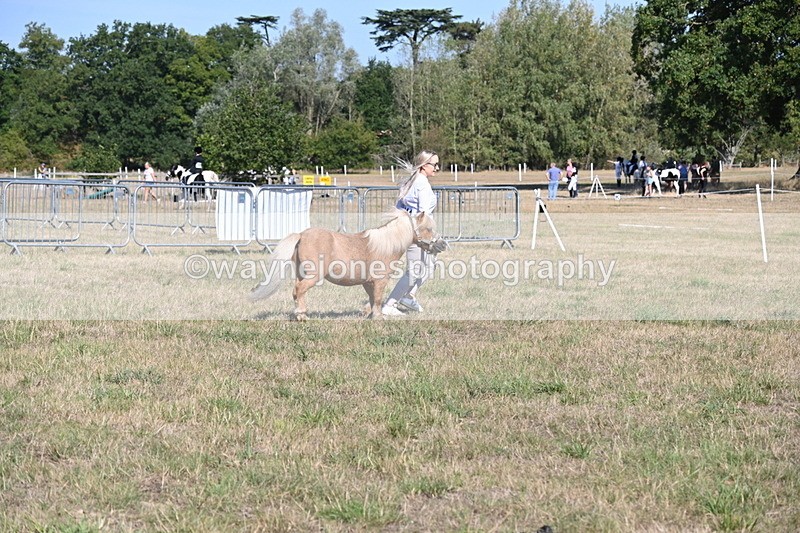 WJ6_7248 - Class 33 Rescue Pony