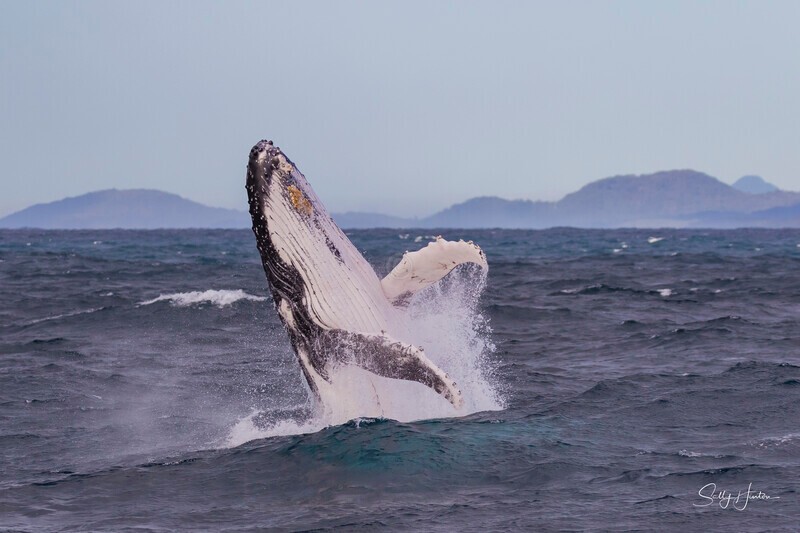 0A3A2555. Humpback Breach 12 - 2026 Whales