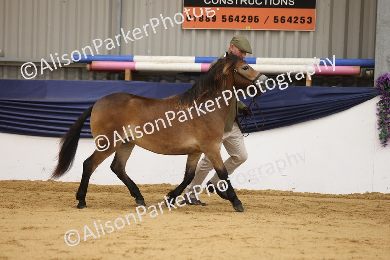 20260913-1269 - Class 113 - Yearling