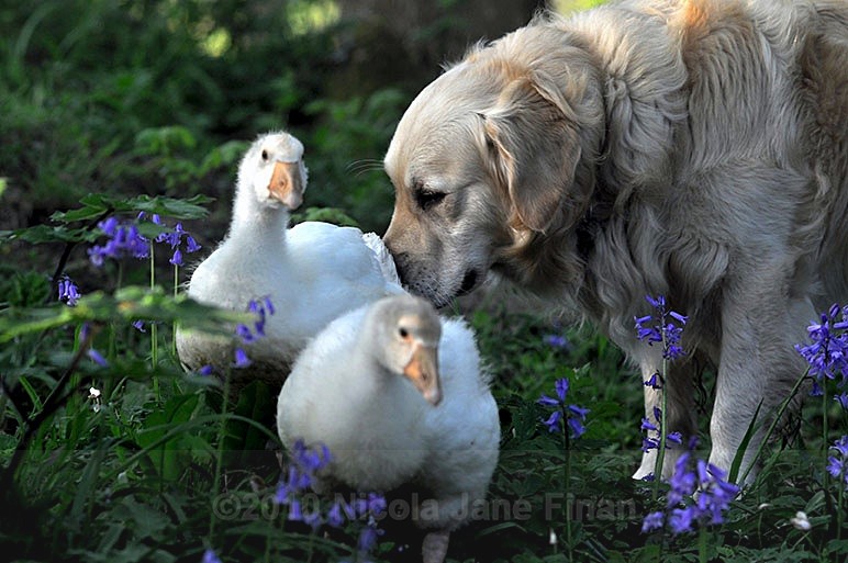 145jpg - Animals