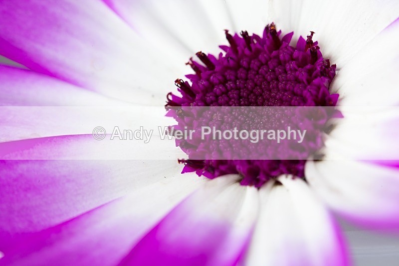 20120406-_MG_9481-1099 - Plants & Flowers