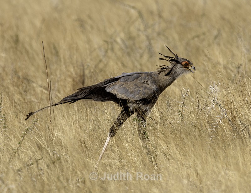 Secretary Bird - Namibia 2022
