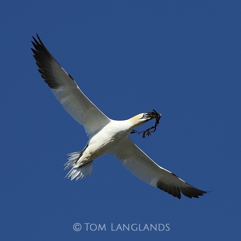 Northern Gannet - Gannets and Puffins