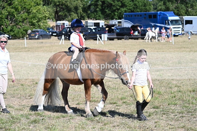 WJ7_1439 - Class 42 Most Handsome Gelding