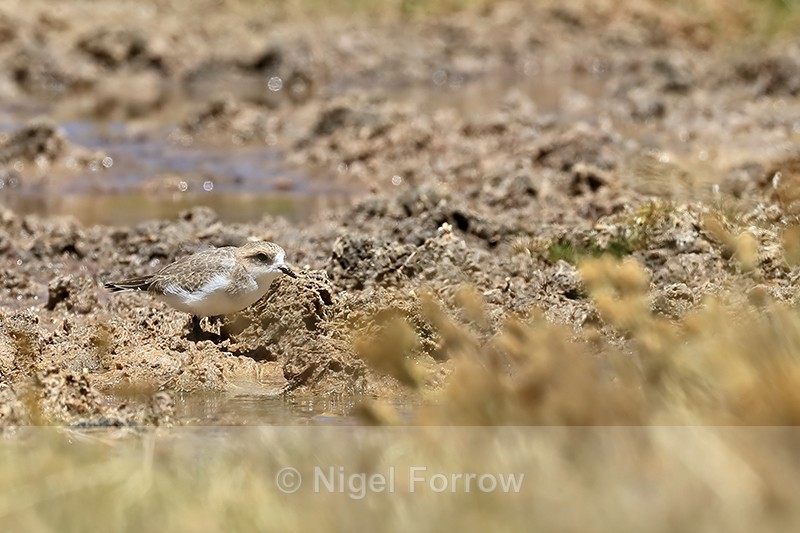 Puna Plover (juvenile), Quepiaco, Chile - Puna Plover