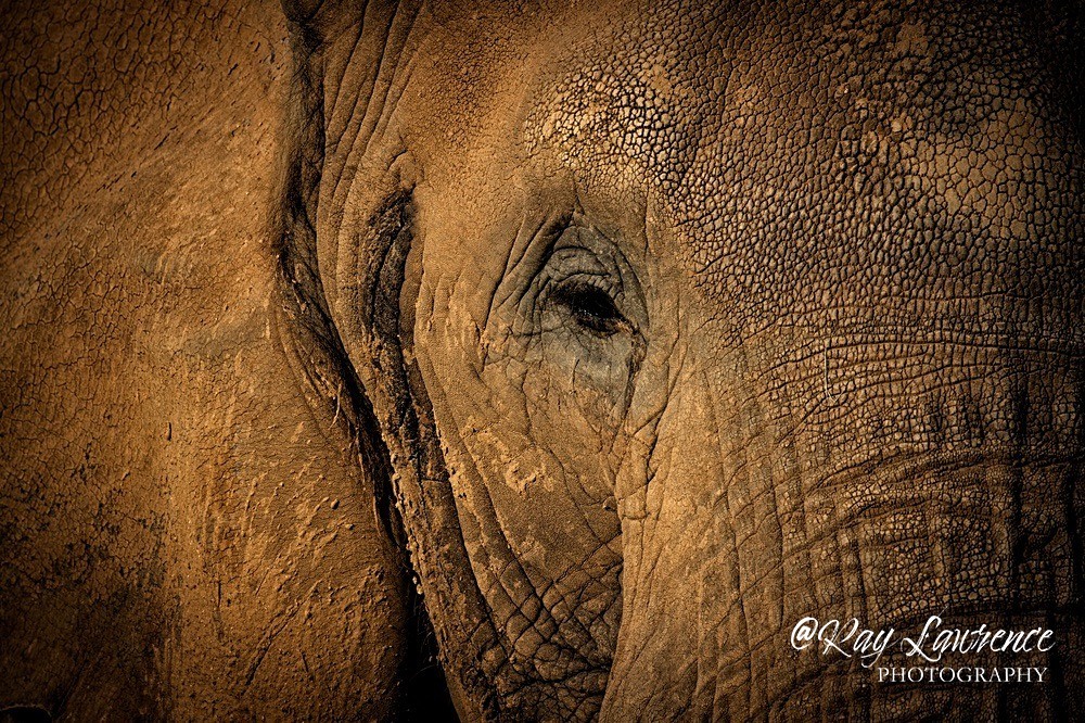 African Elephant - RLP0008 - Vulnerable and Beyond