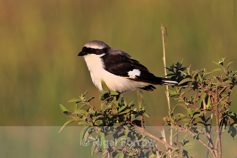 Grey-backed Fiscal perched on a bush in the Masai Mara - Grey-backed Fiscal