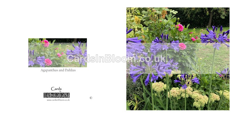 018 Agapanthus and Dahlias - FLORAL GREETING CARDS