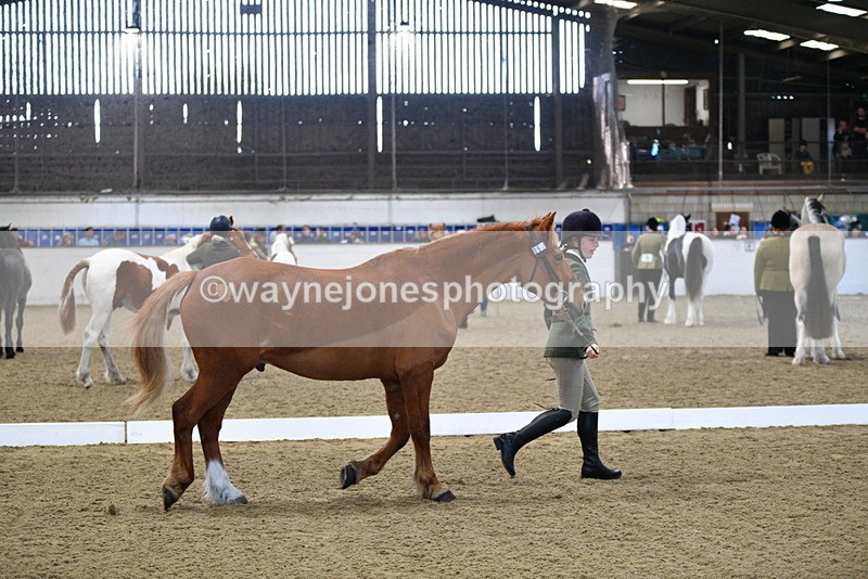 WJ5_3675 - Class 5 In Hand Veterans