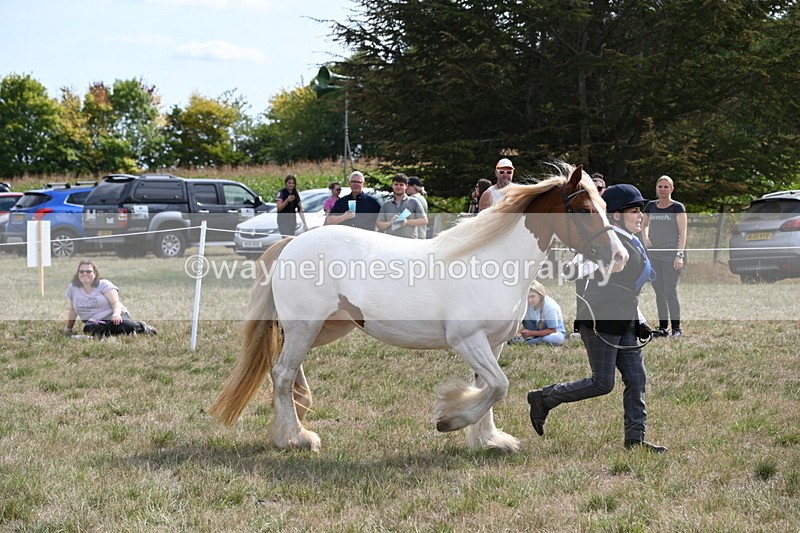 WJ6_6575 - Class 20 In-hand Cob