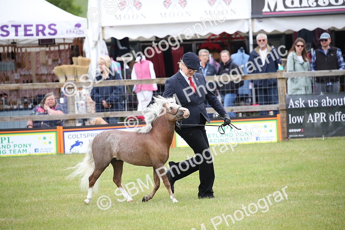 SBM_03809 - Class 23-25 - British Miniature Horse of the Year