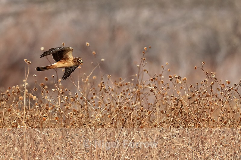 Northern Harrier in low flight, Bosque del Apache, New Mexico - Northern Harrier