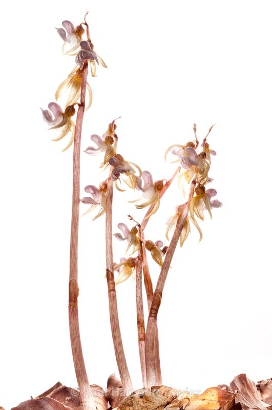  - WB: Orchids - Various