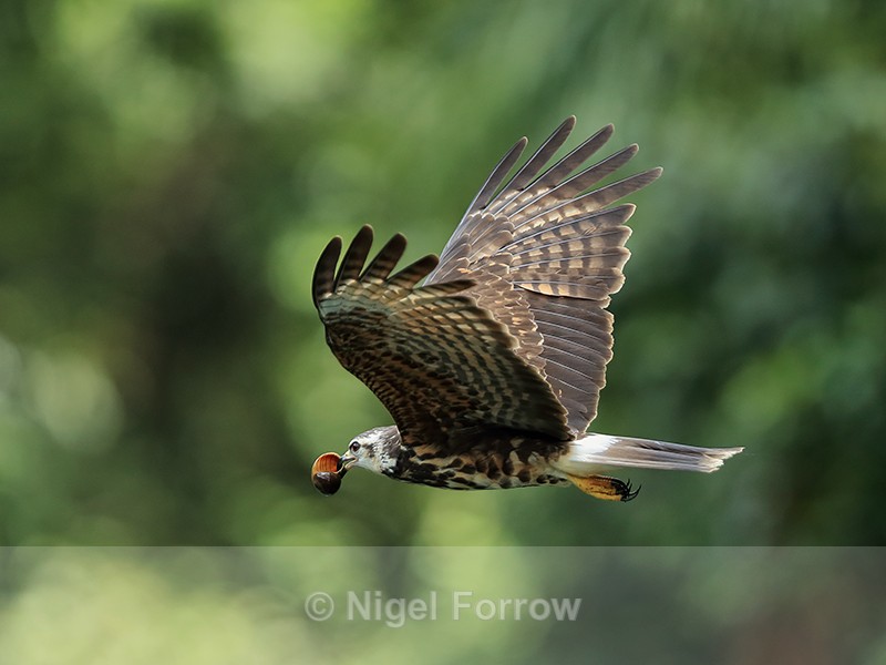 Snail Kite (juvenile) flying, Panama - Snail Kite