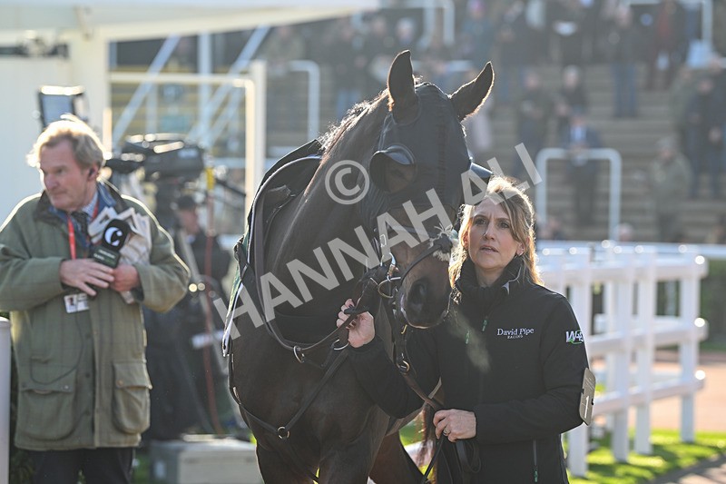 151124-Race 1-Paddock-American Sniper-7076