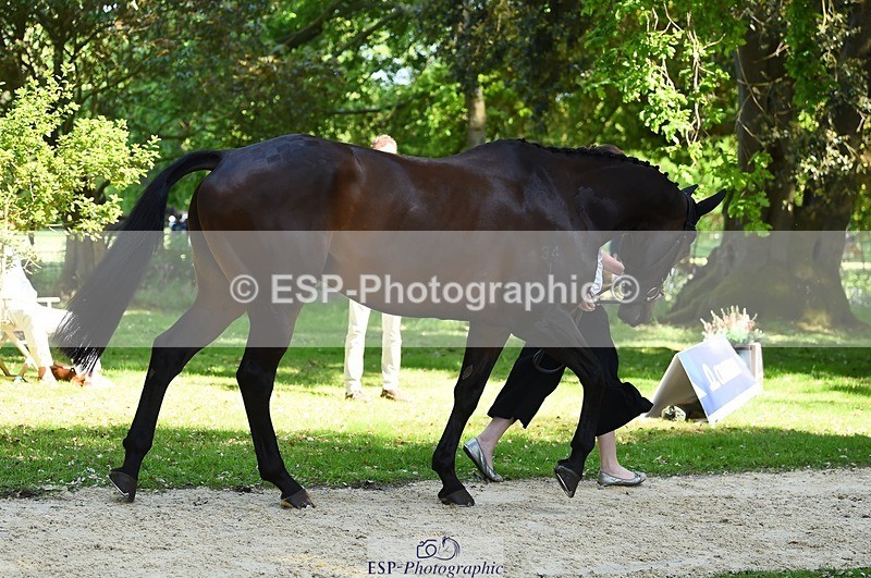 230524-153152-00334 - 353-THE_RIPPER-Bundy_Philpott-WEDTrotUp+DR