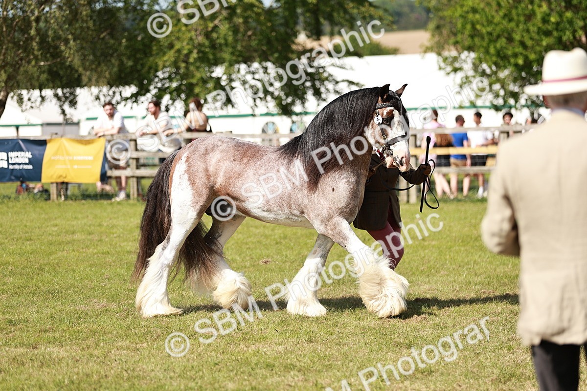 SBM_08875 - Class 63-65 - Traditional Gypsy Cobs In Hand & Ridden