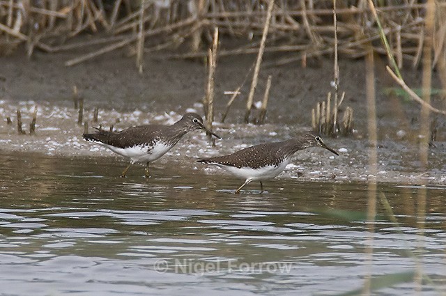 Green Sandpipers, Otmoor RSPB, Oxfordshire, UK - Green Sandpiper