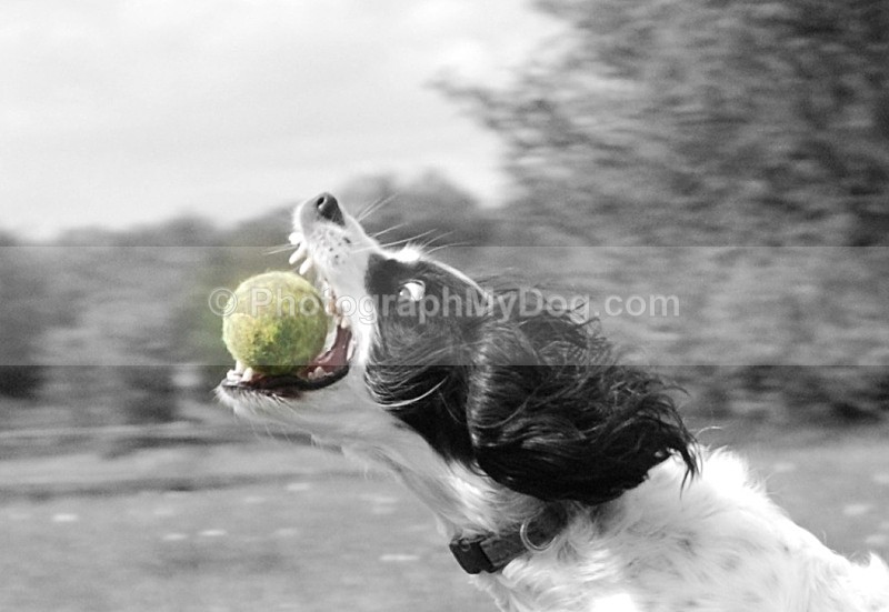 - English Springer Spaniels
