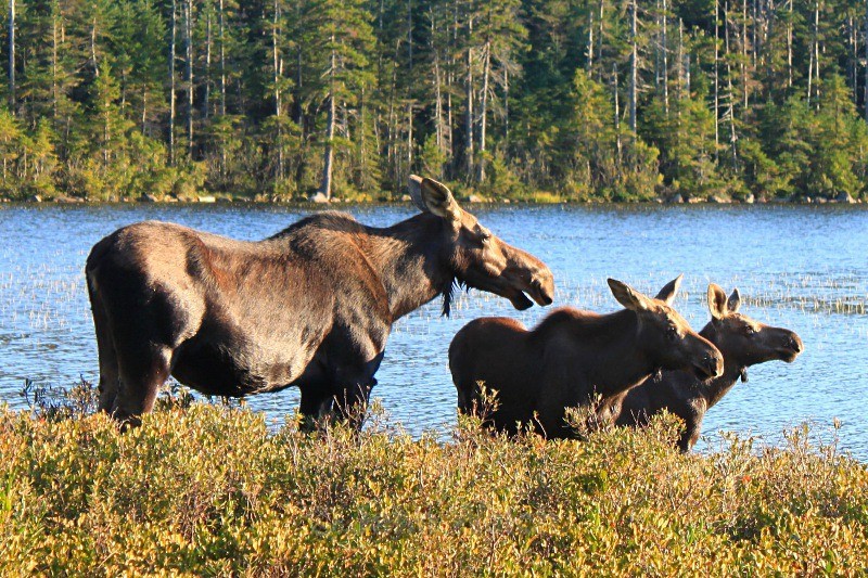 Moose Family - White Mountain National Forest and Northern New Hampshire