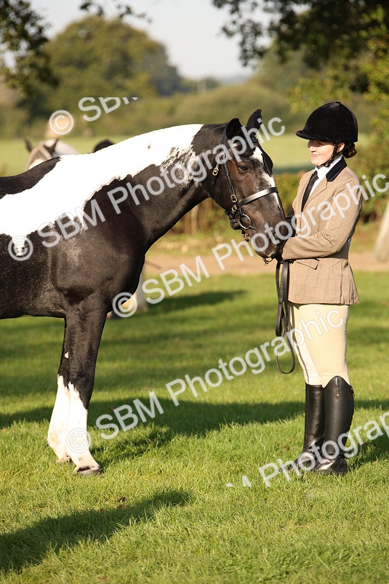 SBM_58747 - S51 - Piebald & Skewbald Horse In Hand