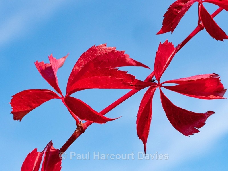 Autumn colour Virginia creeper (Parthenocissus quinquefolia) - Autumn Colours 2020