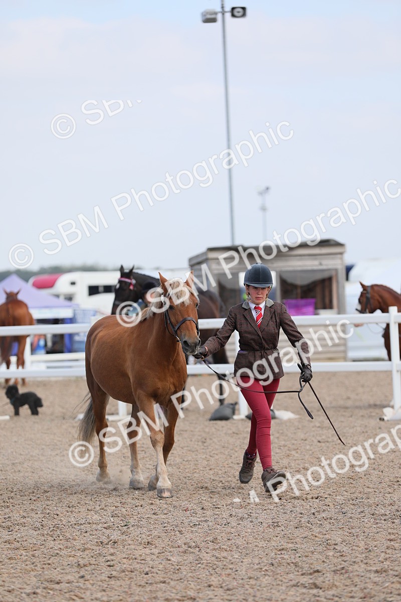 SBM_15810 - Class 312 IH Competition Horse/Pony