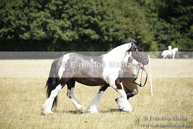 _C7A0142 - In Hand Championship BVRC Show 2018