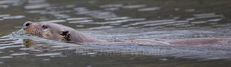 OTTER, ISLE OF MULL, SCOTLAND - ISLE OF MULL WILDLIFE, Wildlife images from the Inner Hebrides