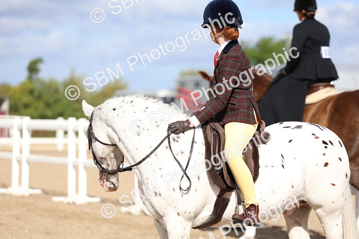 SBM_10785 - Class 305 - Ridden Foreign Breeds - Pure Bred