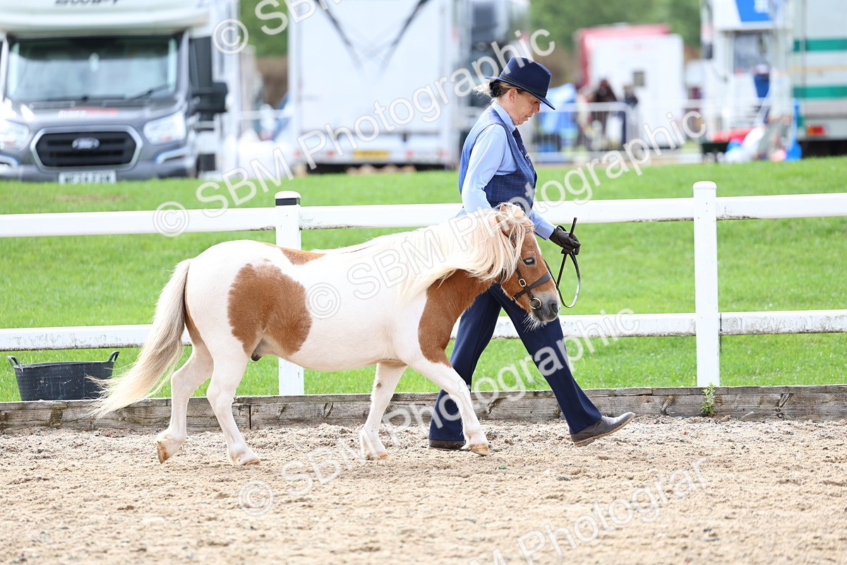 SBM_01830 - Class 18 - Handsomest Gelding - IH or Ridden