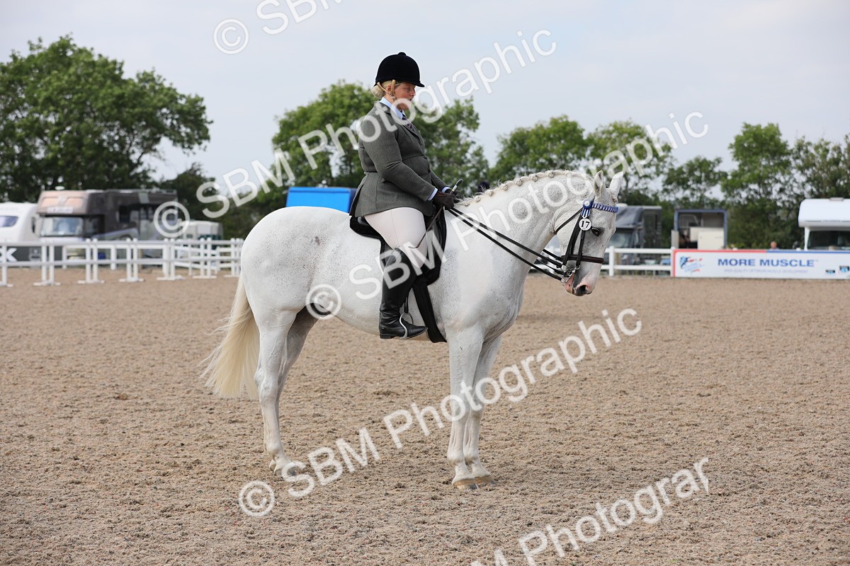 SBM_13378 - Class 308 Ridden Coloured Horse