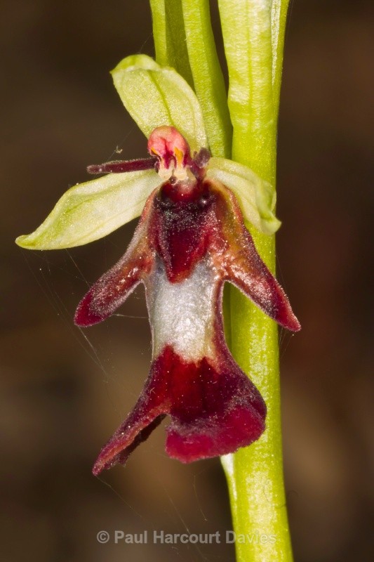 fly orchid (Ophrys insectifera) - Orchids - Ophrys