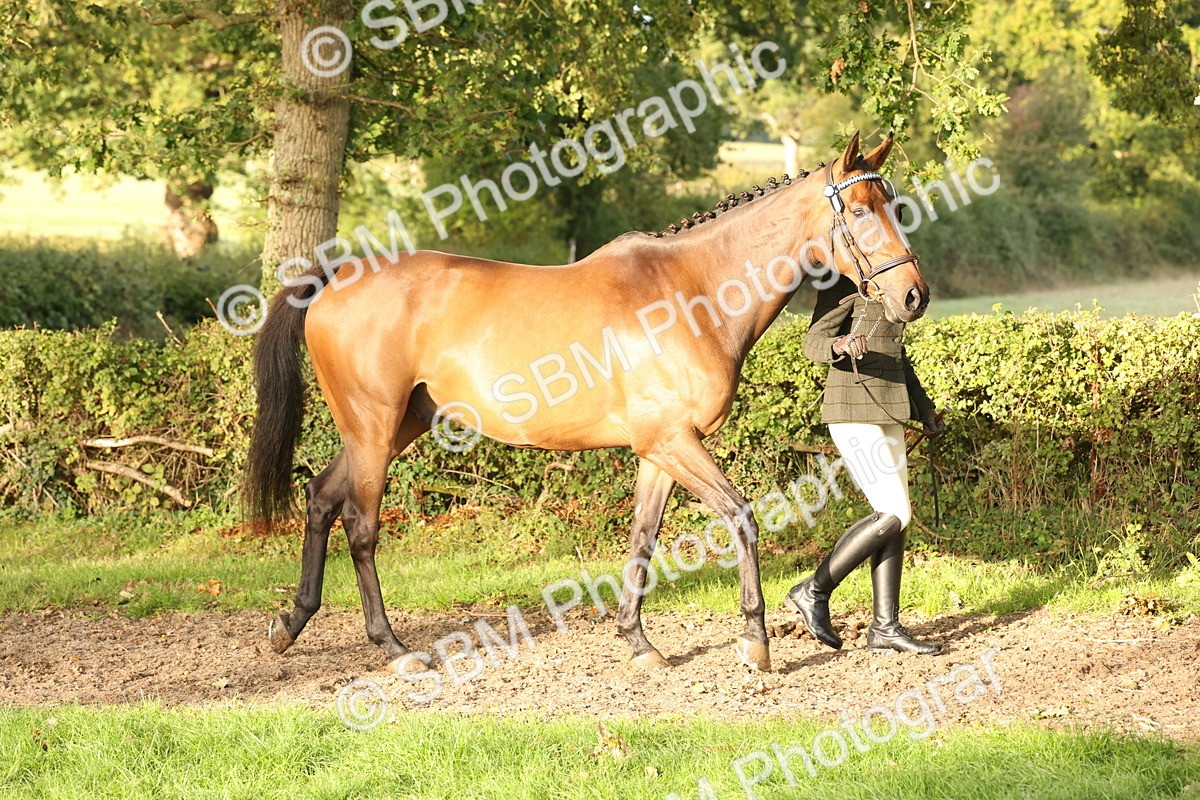 SBM_54918 - S52 - Riding Horse & Hack & thoroughbred In Hand