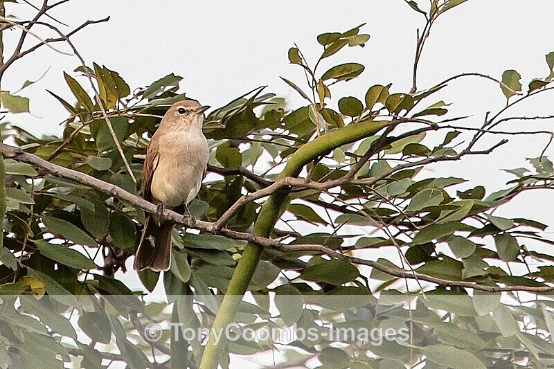 Pale Flycatcher - The Gambia