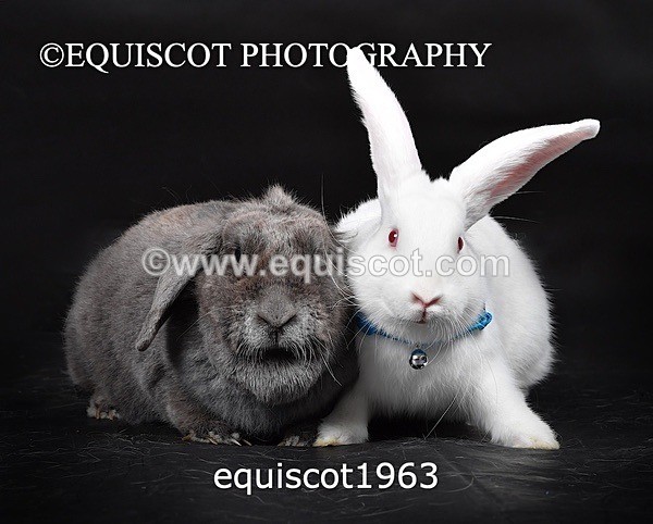 equiscot1963 - GIZMO & OSCAR