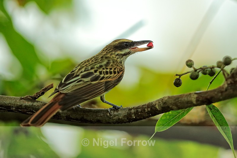 Streaked Flycatcher with food, Costa Rica - Streaked Flycatcher