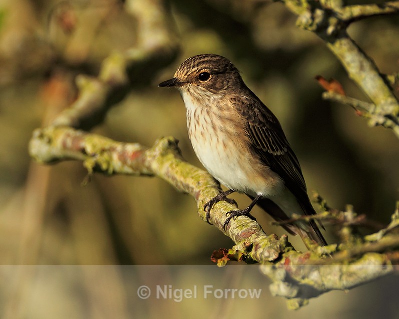 Spotted Flycatcher perched in early morning sun at Durlston - Spotted Flycatcher