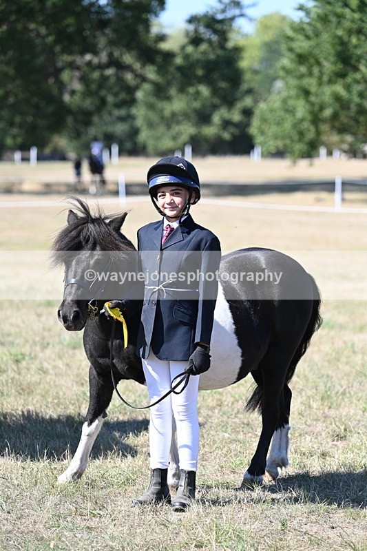WJ7_1683 - Class 42 Most Handsome Gelding