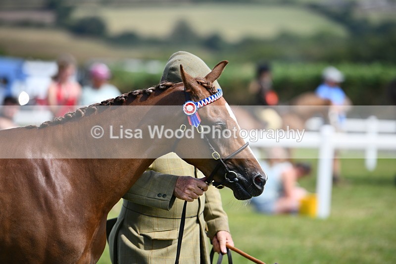 DSC_8350 - Class 68: Part Bred In Hand M & M
